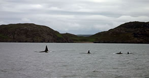 Orca in Lochbroom