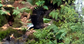 White Tailed Sea Eagle