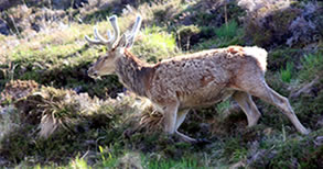 Red Deer