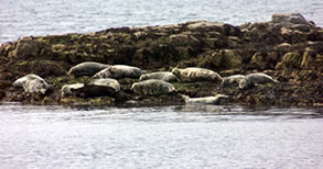 Seals in Lochbroom